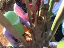 Embedded thumbnail for Menumbuk padi (gabah) di lisung secara bersamaan di acara Ngalaksa